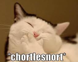 cat laughing, ka-snort, chortlesnort, funny
