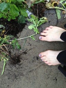 Yes, I garden barefoot (unless there's bugs involved).